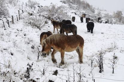 Caballos entre la nieve en la localidad leonesa de Isoba, durante el temporal que afecta a la Cordillera Cantábrica.