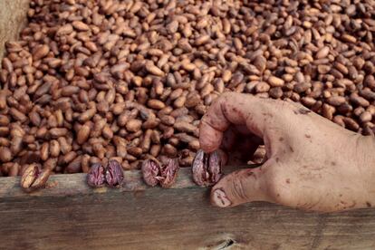 Las altas temperaturas en Centroamérica debidas al cambio climático están obligando a los agricultores a quitar las plantas de café y sustituirlas por cacao, estimulando un renacimiento en el cultivo de una cosecha tan esencial para la economía de la región. En la imagen, un trabajador muestra semillas de cacao en la cooperativa Jorge Salazar de El Tule, en Matagalpa (Nicaragua).