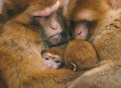 La mitad de las especies de primates está en peligro de extinción