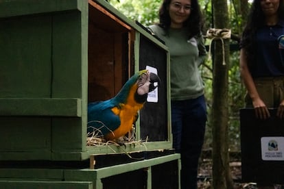 La bióloga Laura Renzeti observa uno de los guacamayos que se pondrán en libertad.
