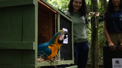 La bióloga Laura Renzeti observa uno de los guacamayos que se pondrán en libertad.