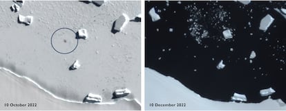 La imagen muestra la situación del hielo en octubre de 2022 en la isla Smyley donde anidaban 6.500 parejas (la manchita oscura del centro). A la derecha, el 10 de diciembre solo había agua donde estaba la colonia.