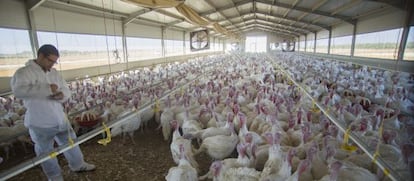 Granja de pavos de la empresa Procavi.