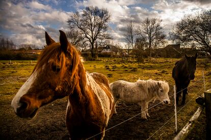 Ponis pastan en los alrededores de Lubmin.