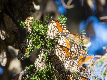 Un grupo de mariposas monarcas, en Michoac&aacute;n.