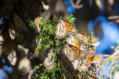 Un grupo de mariposas monarcas, en Michoac&aacute;n.