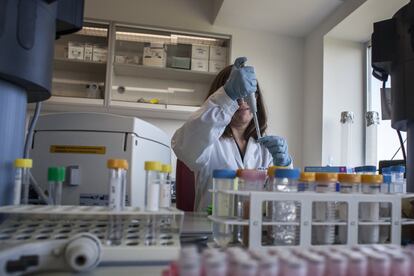 Una investigadora lleva a cabo pruebas genéticas animales en el laboratorio del Servicio Regional de Investigación y Desarrollo Agroalimentario de Asturias, en Gijón.