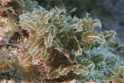 La expedición al atolón de Saba Bank halla más de una docena de nuevas especies de algas, como ésta.