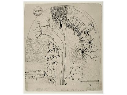 Dibujo de Santiago Ramn y Cajal.