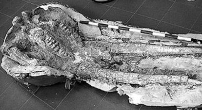 Restauración de un cráneo de mastodonte (similar al elefante) de hace unos nueve millones de años procedente de Cerro de los Batallones. OBJETO