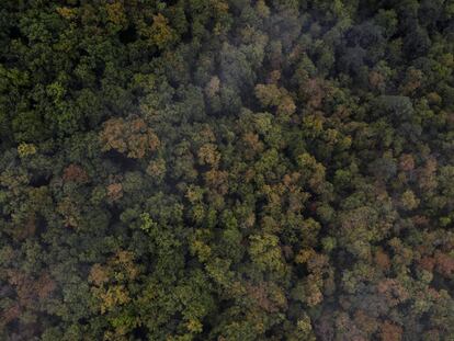 El hayedo de Zilbeti, al norte de Navarra, donde hace ocho años una iniciativa ciudadano-artística salvó el bosque de una tala masiva.