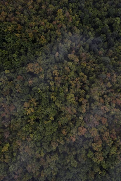 El hayedo de Zilbeti, al norte de Navarra, donde hace ocho años una iniciativa ciudadano-artística salvó el bosque de una tala masiva.