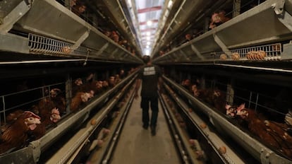 Gallinas ponedoras de Granjas Redondo en una de sus instalaciones en El Barraco, Ávila.