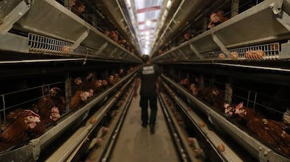 Gallinas ponedoras de Granjas Redondo en una de sus instalaciones en El Barraco, &Aacute;vila.