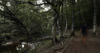 Haya con una rama lateral muy baja que atraviesa todo el cauce del r&iacute;o Jarama.