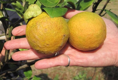 Naranjas afectadas por el dragón amarillo o huanglongbing.