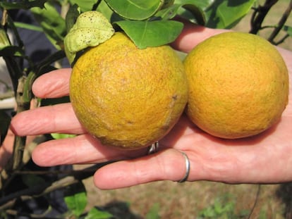 Naranjas afectadas por el dragón amarillo o huanglongbing.