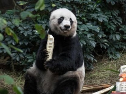 El animal, que llevaba 38 años en el Ocean Park de Hong Kong, ha sido sacrificado tras enfermar