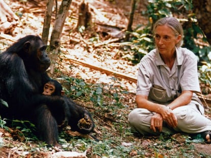 Jane Goodall salvando chimpanzés em 1987.