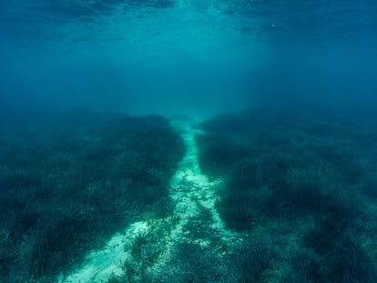 Efecto de arrastre de anclas de barco en medio de una pradera marina en La Maddalena, al norte de Cerdeña. El impacto es irreversible.