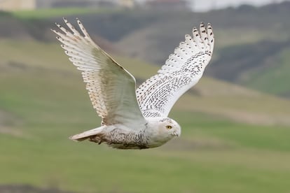 aves raras españa