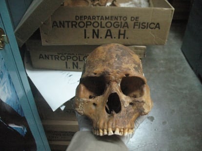 Cráneo de un pericú analizado en el estudio de la revista 'Science'.