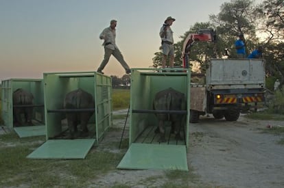 Los rinocerontes esperan tras aterrizar a ser trasladados al lugar en que ser&aacute;n liberados.
