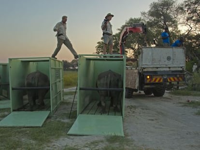 Los rinocerontes esperan tras aterrizar a ser trasladados al lugar en que ser&aacute;n liberados.