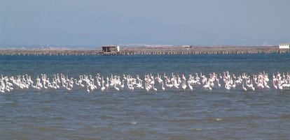 Un grupo de flamencos rosados en el Delta del Ebro.