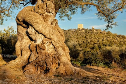 La web Narrando paisajes, promovida por el Instituto de Patrimonio Cultural de España (IPCE), muestra 100 espacios, naturales o modificados por la mano humana, de gran belleza y singularidad. En la imagen, uno de los 4.768 olivos milenarios -la mayor concentración del mundo- del territorio del Sénia, junto a Ulldecona (Tarragona).