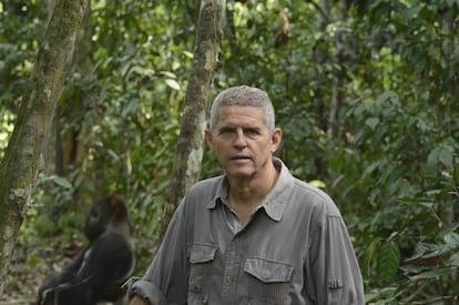 El bi&oacute;logo espa&ntilde;ol Luis Arranz, a pocos metros de un gorila, en Dzanga Sangha.