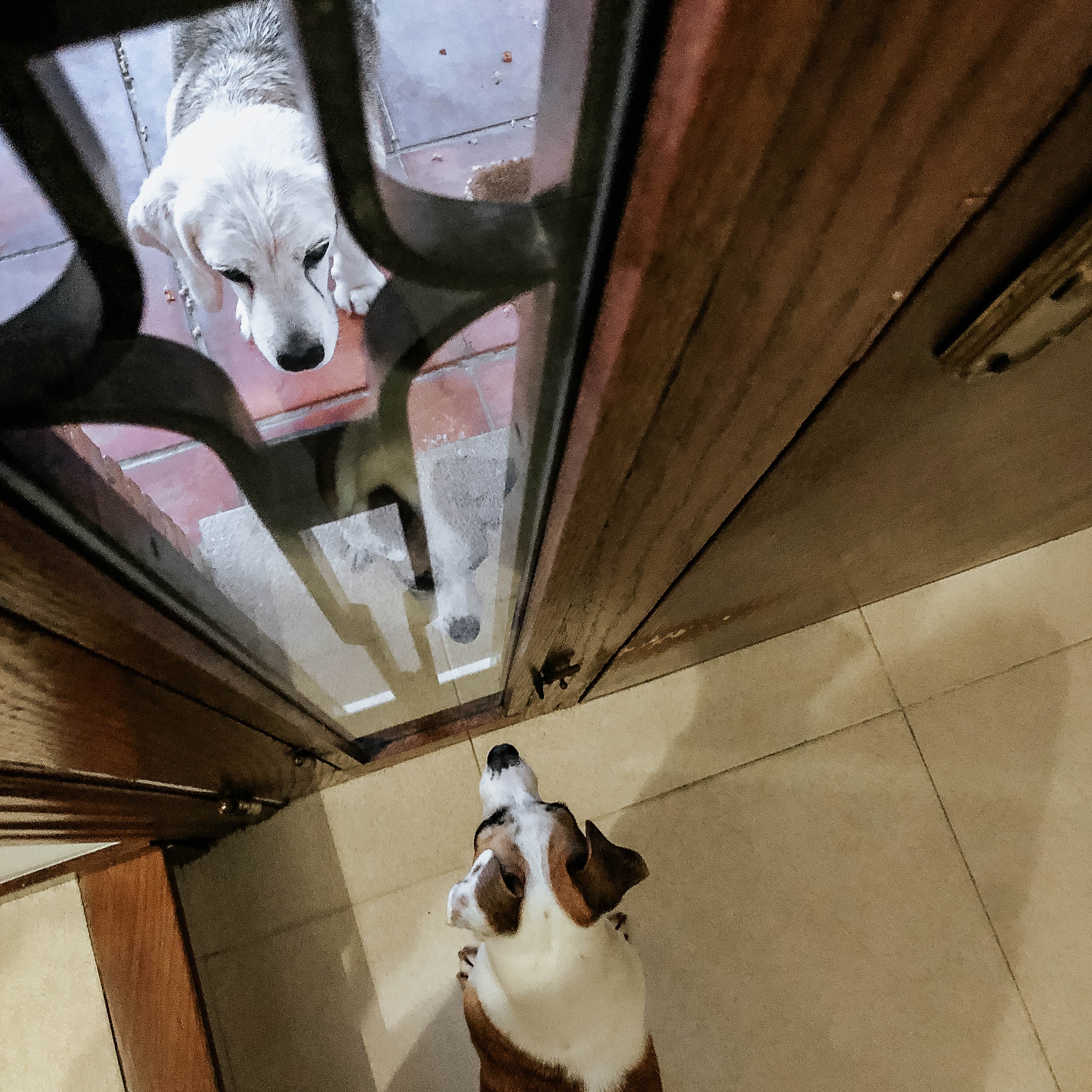 La ley prohíbe dejar a los perros más de 24 horas sin supervisión.
