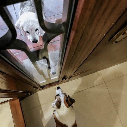 La ley prohíbe dejar a los perros más de 24 horas sin supervisión.