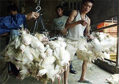 Trabajadores indonesios llevan pollos vivos camino de un mercado.
