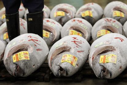 Frozen tuna in a Japanese fish market.