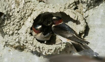 Ejemplares de golondrina de los acantilados de Nebraska.