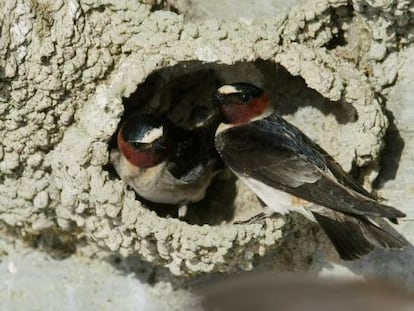 Ejemplares de golondrina de los acantilados de Nebraska.