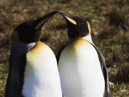 Dois exemplares da espécie pinguim-rei