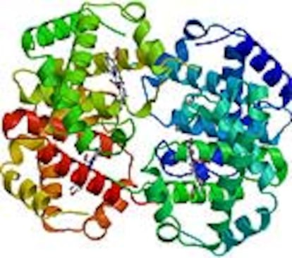 Representación tridimensional de la estructura de la hemoglobina.