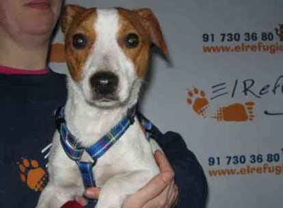 El perro 'Snowy', rescatado tras 11 días desaparecido en Barajas.