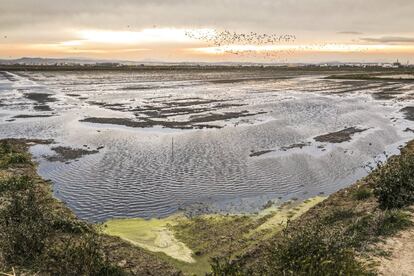 El Parc Natural de l´Albufera también está catalogado como humedal de importancia internacional por el Convenio Ramsar y forma parte de la Red Natura 2000, tanto por su importancia para las aves (ZEPA) como la presencia de hábitats de interés conservacionista (LIC). Es uno de los humedales de mayor importancia para las aves acuáticas en el contexto ibérico, europeo y mediterráneo. L´Albufera es un humedal clave para las aves acuáticas a lo largo de todo el año, dado que acoge importantes y representativas poblaciones de aves acuáticas tanto en la época de reproducción, como durante la migración e invernada.