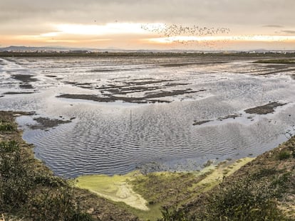 Parque Natural de la Albufera de Valencia.