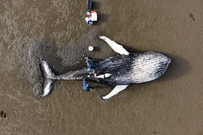 This finalist in the Research in Action category captures the  Scottish Marine Animal Stranding Scheme team performing a necropsy on a humpback whale that had beached itself and died. The probable cause of death was drowning after entanglement with an object. In all categories, the jury considered both the scientific story behind the photos and their artistic criteria.