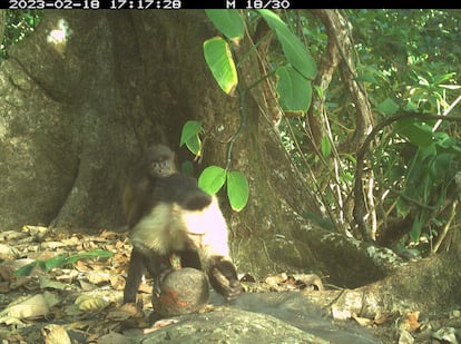 Hasta el descubrimiento de que secuestran a las crías de monos aulladores, estos capuchinos de cara blanca eran famosos por ser los únicos en su género que usan rocas como martillo y yunque para abrir frutos de cáscara dura o cangrejos. En la imagen, uno de ellos con la cría de aullador a cuestas.