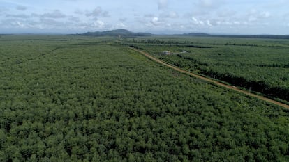 Concesión PT Adindo en Kalimantan. Los monocultivos para la producción de pulpa de madera convierten uno de los biomas con más biodiversidad del mundo en desiertos verdes, con una sola especie de acacia o eucalipto.