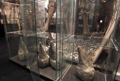 Vitrinas destrozadas del Museo del Mamut de Barcelona tras el robo de objetos del museo, principalmente colmillos de marfil, diamantes y oro, valorados en más de un millón de euros.