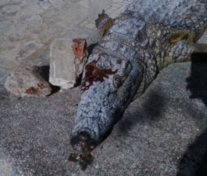 Otra imagen del cocodrilo apedreado. La foto es de la Alcaldía de Túnez.