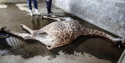 Cadáver de una de las jirafas importadas por el Bioparque de Río de Janeiro.