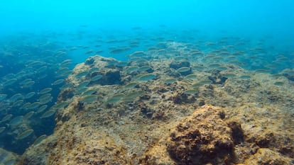 Ejemplares de la especie &#039;Signatus rivulatus&#039; nadan sobre lo que antes era una colonia de algas.