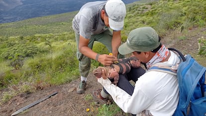 Dos investigadores marcan a un ejemplar adulto de iguana rosada en el volcán Wolf, en las Galápagos (Ecuador).